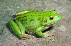 The Growling Grass frog.