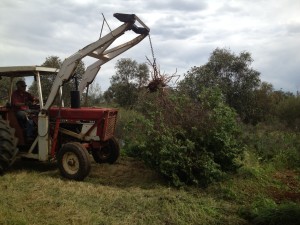 Heavy machinery was needed to clear the gorse.