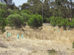 Many trees went onto Carol and Bart's property that backs onto the Brisbane Ranges.