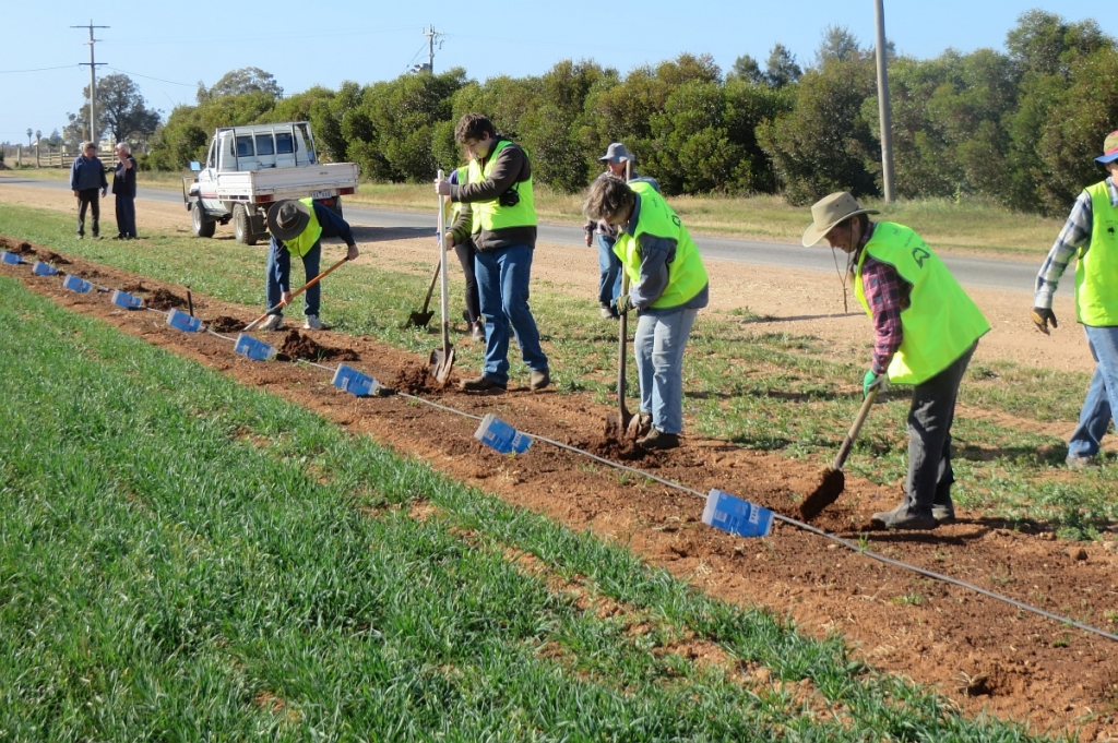 A line of volenteers planting along Norman Rd. 