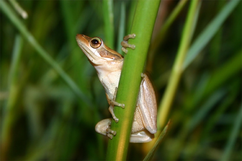 Slender Tree-Frog, one of the occupants of this area. 