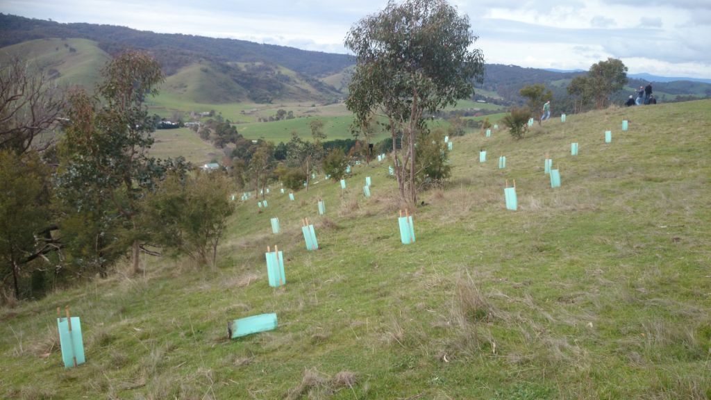 Browyn's 90 trees at Flowerdale, Vic