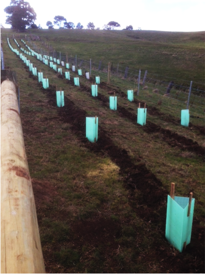Well planted trees out in the Pentland Hills. 