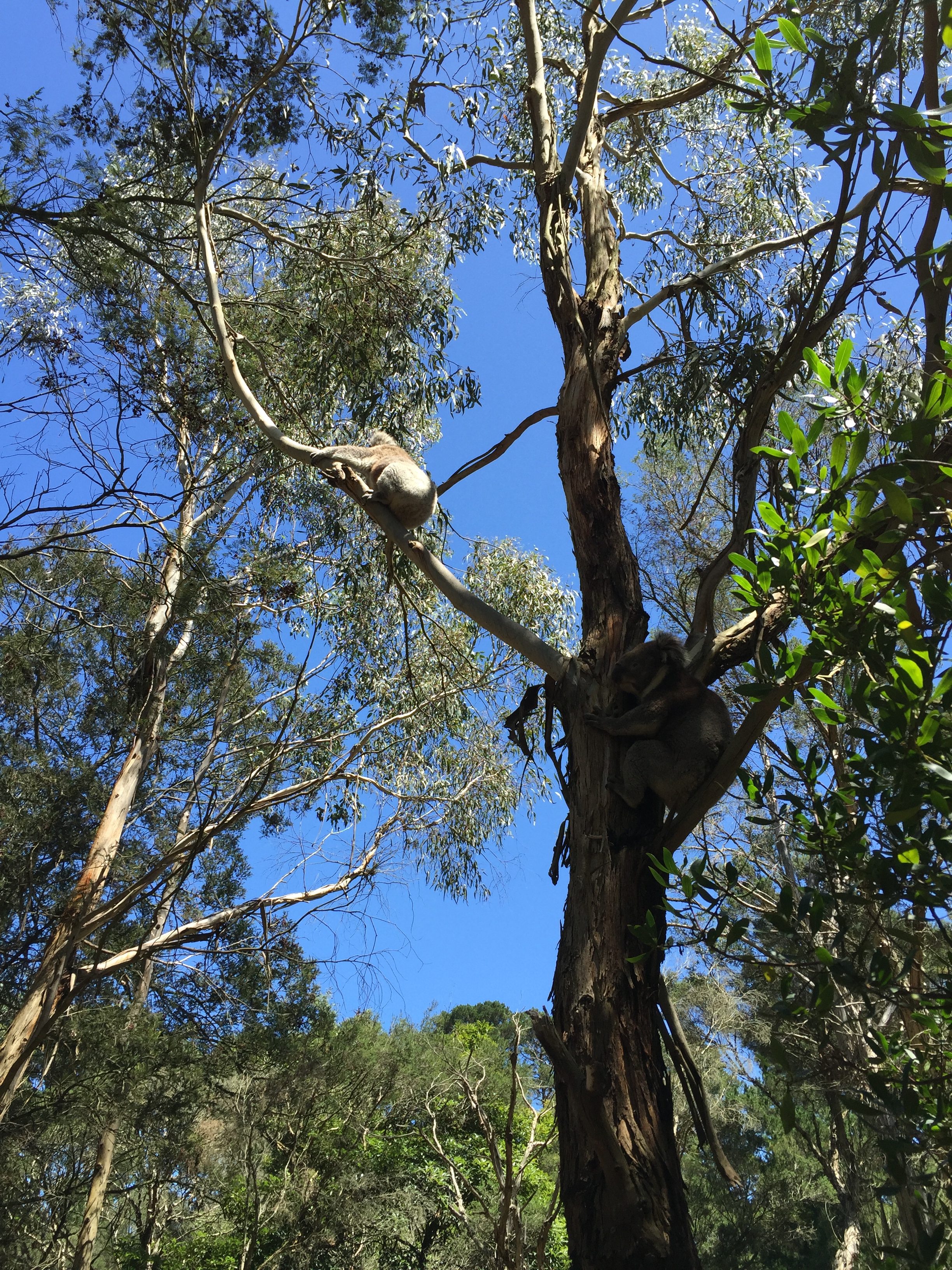 Koala watching from above.