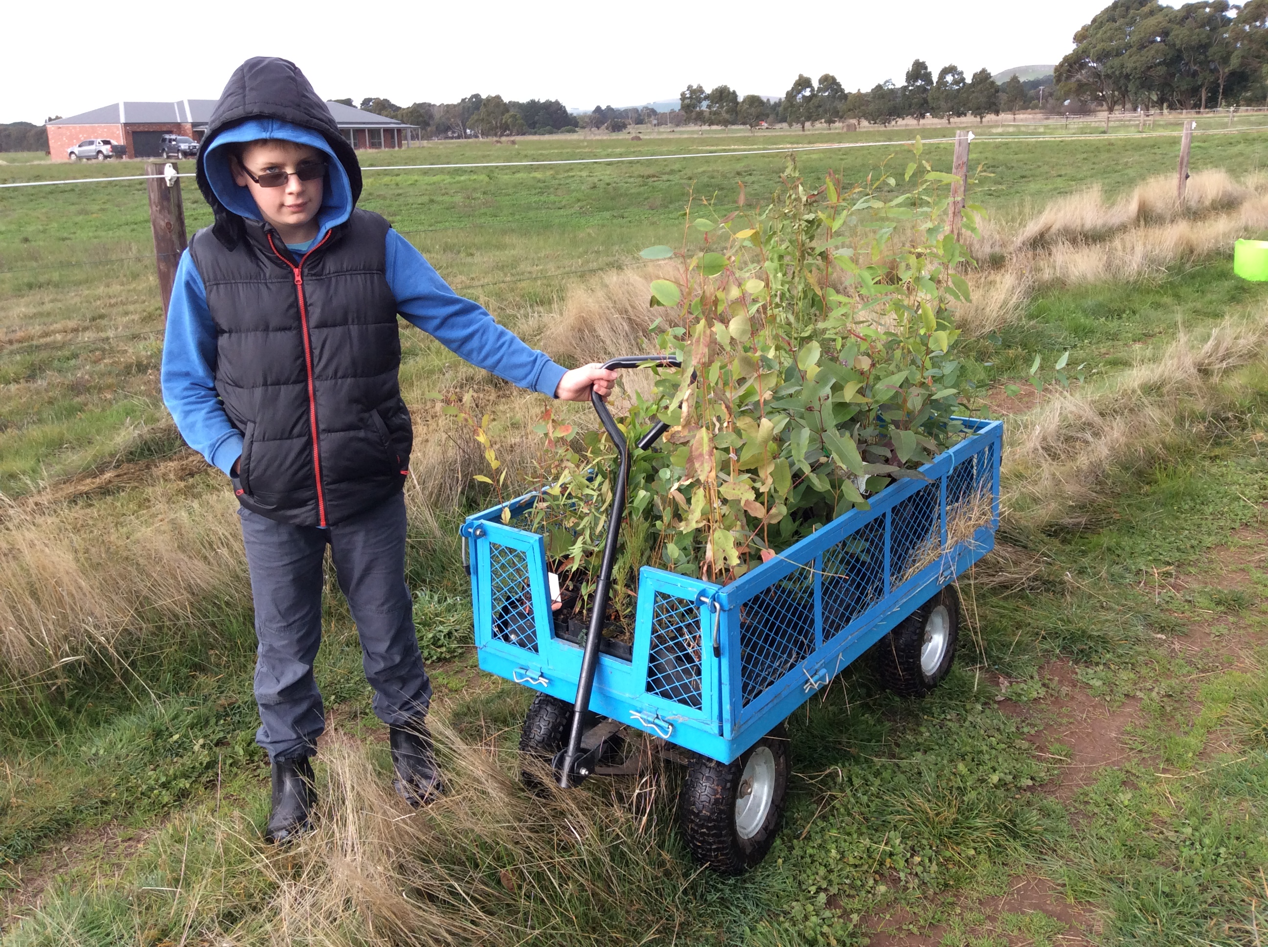 Tree planting