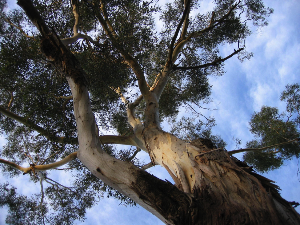 gum tree