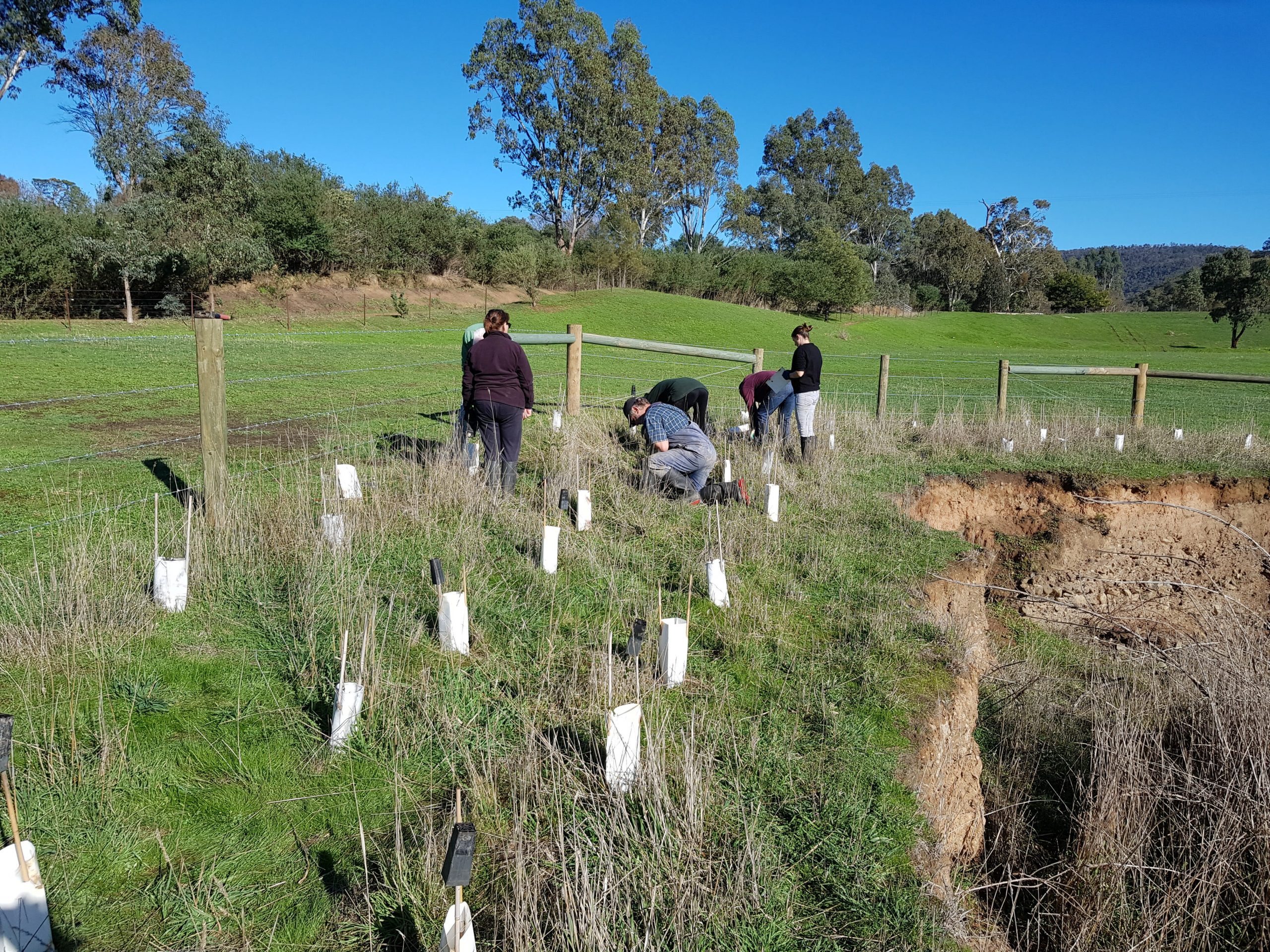 tree planting