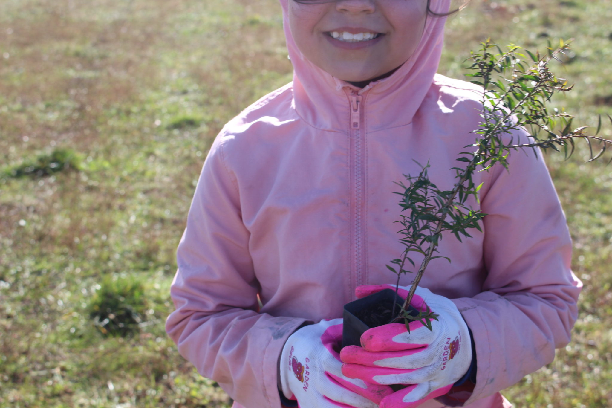 tree planting