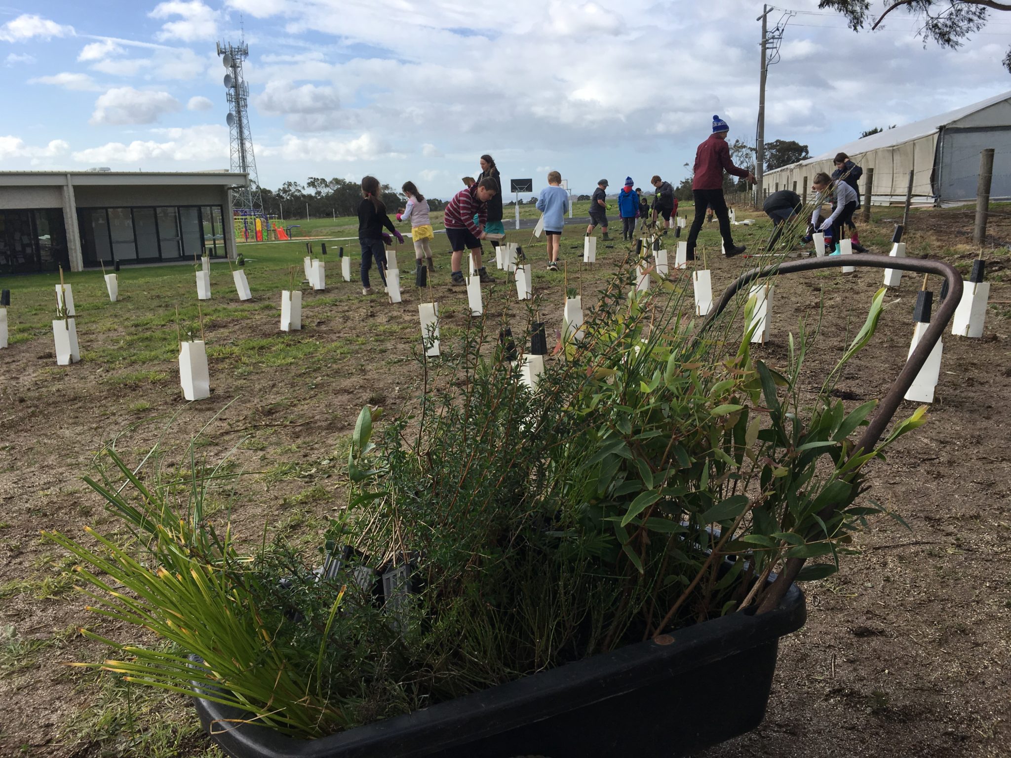 tree planting