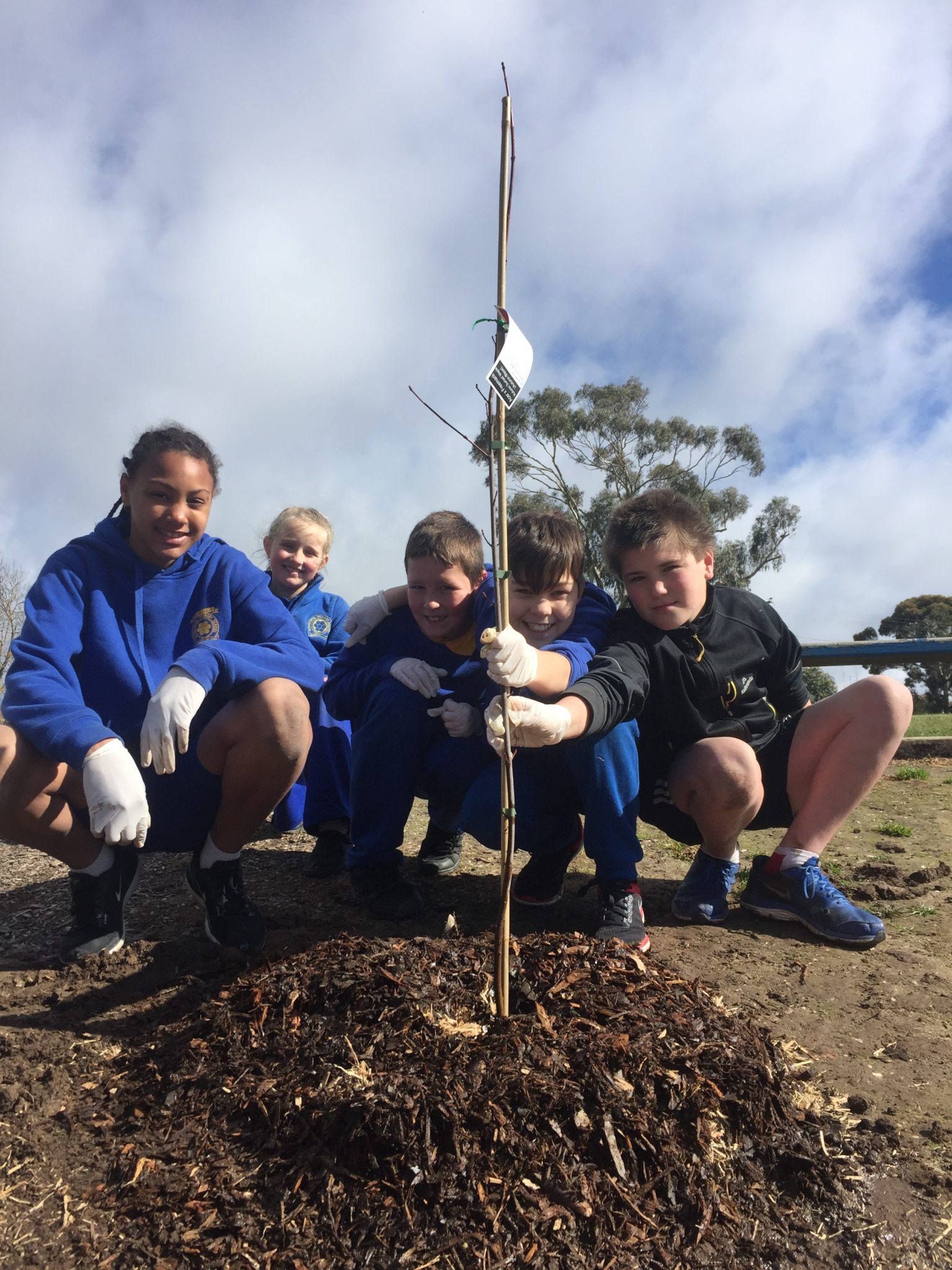 tree planting at sebastopol primary school