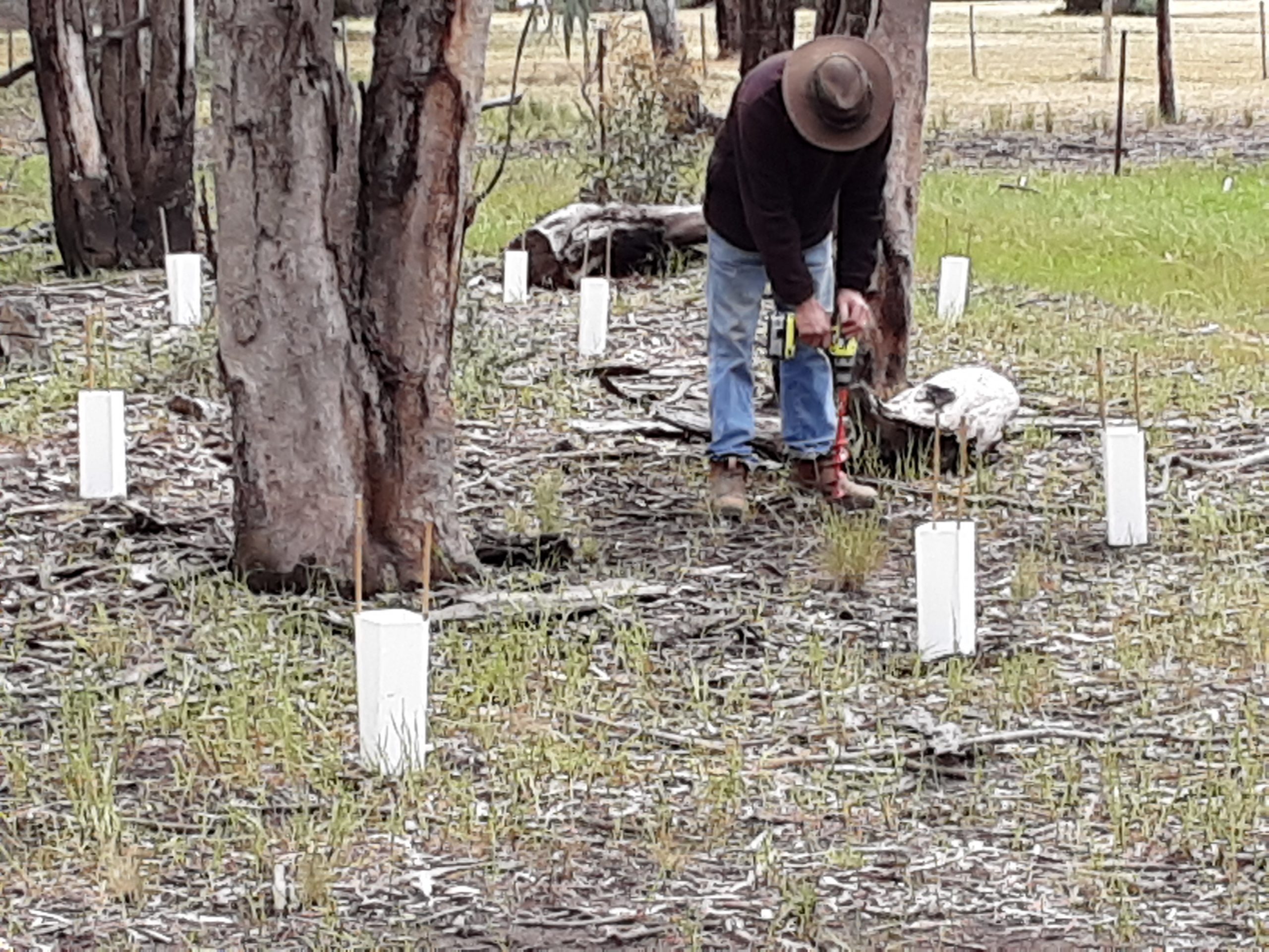 man planting native tree