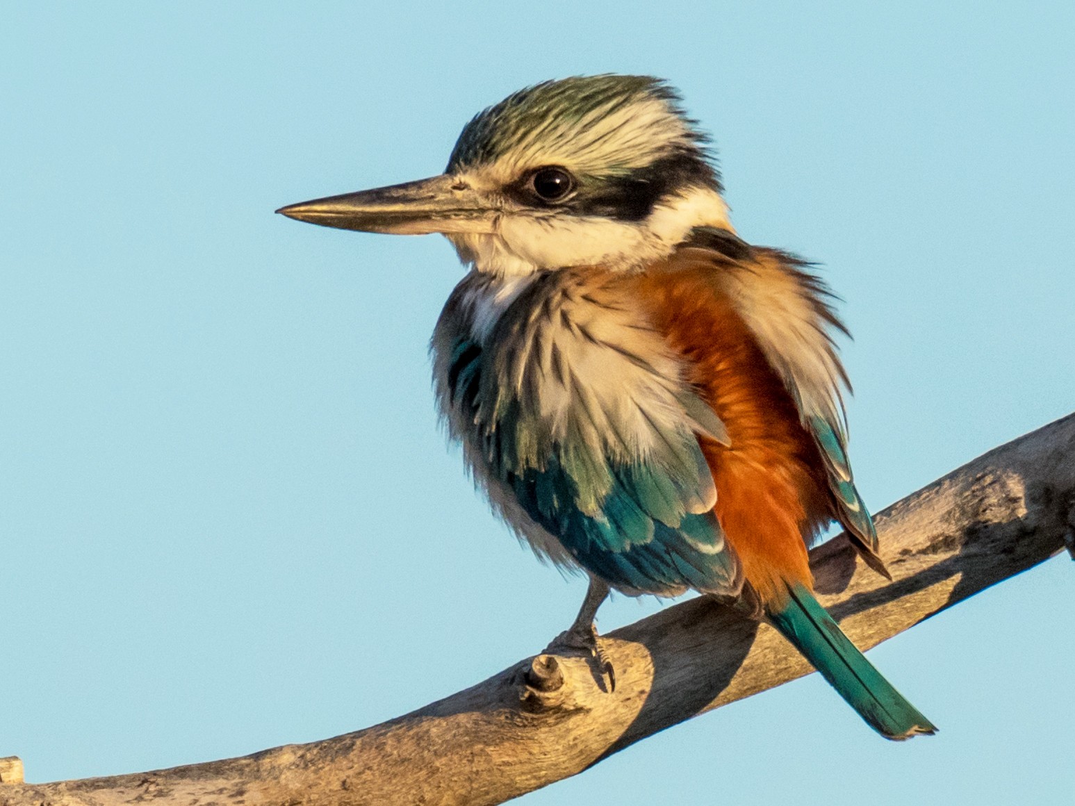 red backed kingfisher bird