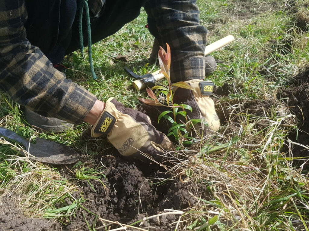tree planting