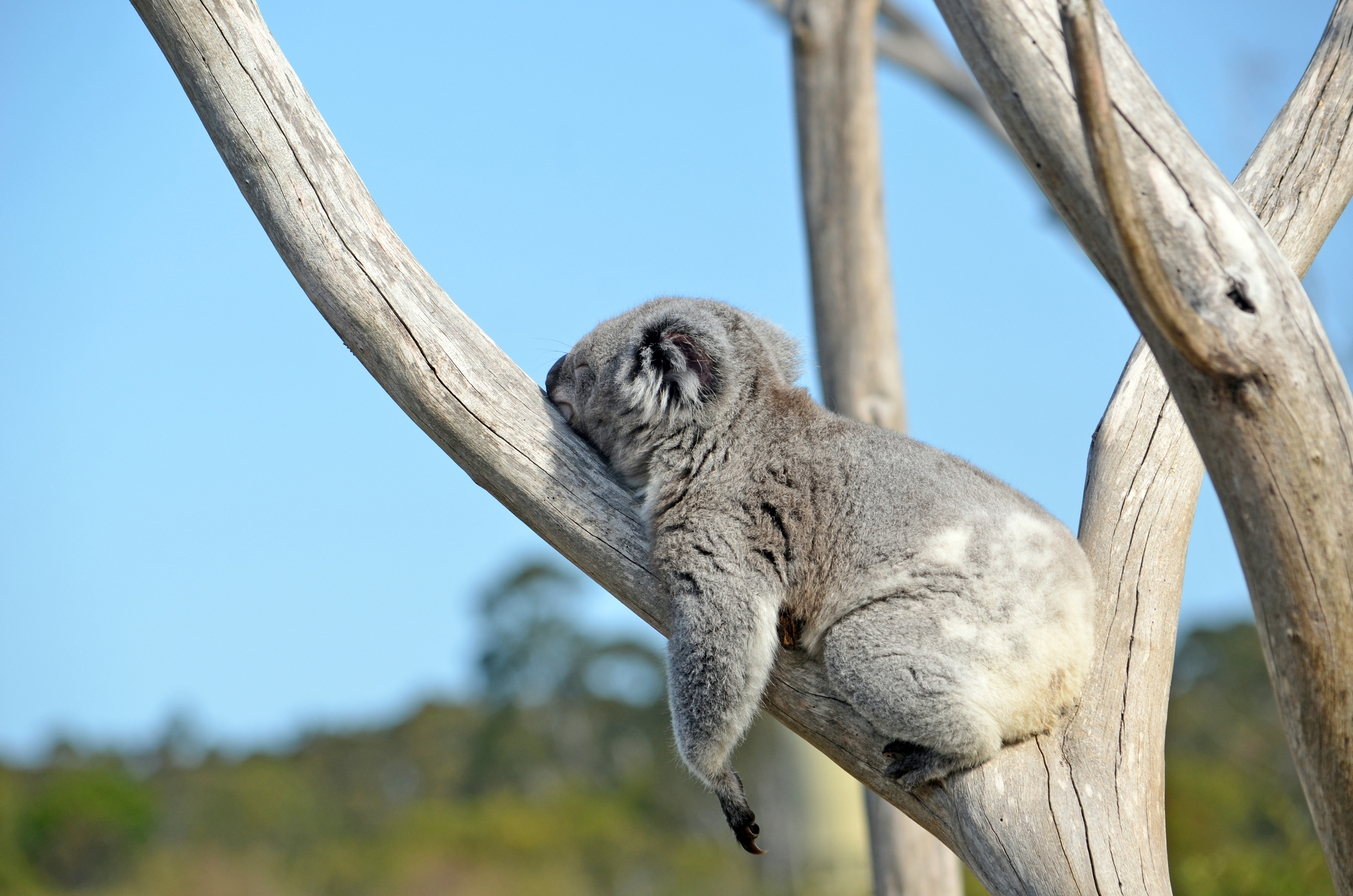 Australian,Koala,(phascolarctos,Cinereus),Sleeping,In,A,Gum,Tree.,Iconic
