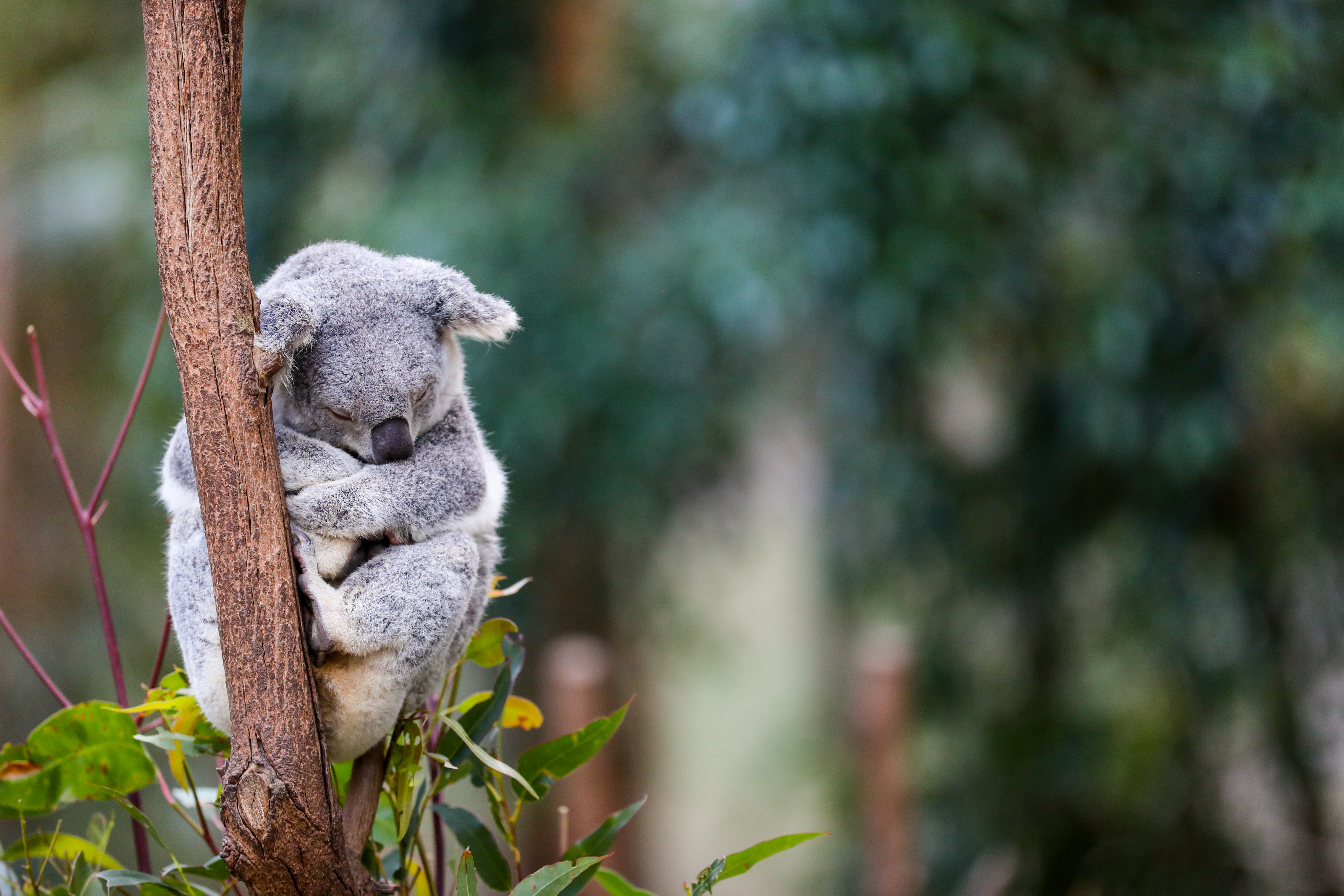 An,Australian,Koala,Bear,Sleeping,In,The,Gum,Trees.