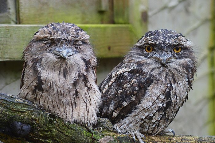 tawny-frogmouth-3