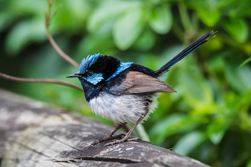 Superb fairy-wren on wooden fence