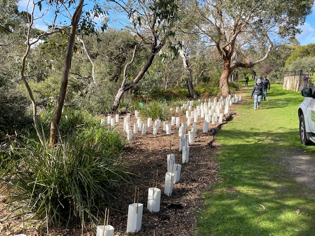 Tree planting