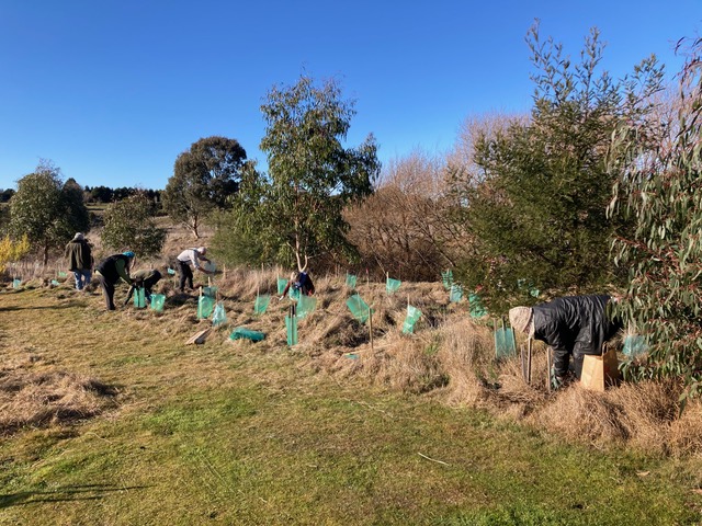 tree planting at enfield