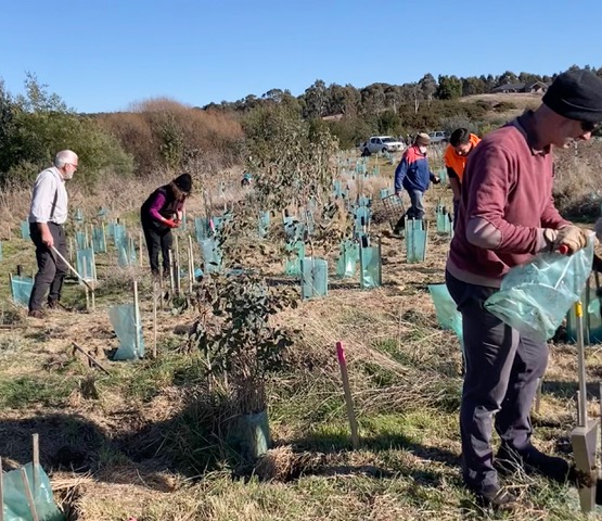 tree planting