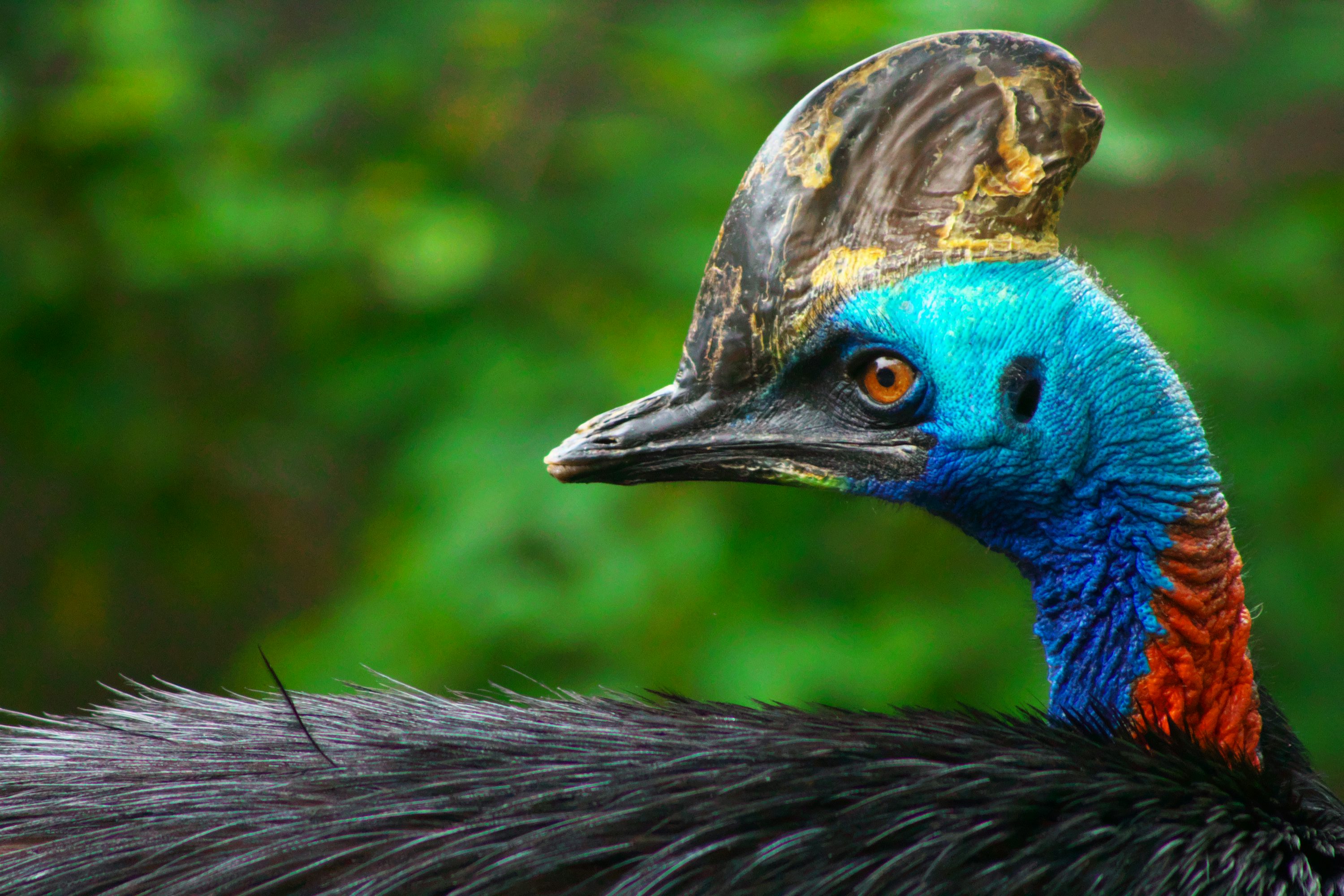 cassowary